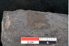 Foto (Detailansicht) von Plantae indet.  (NHMW-GEO-2024-0188-10264)